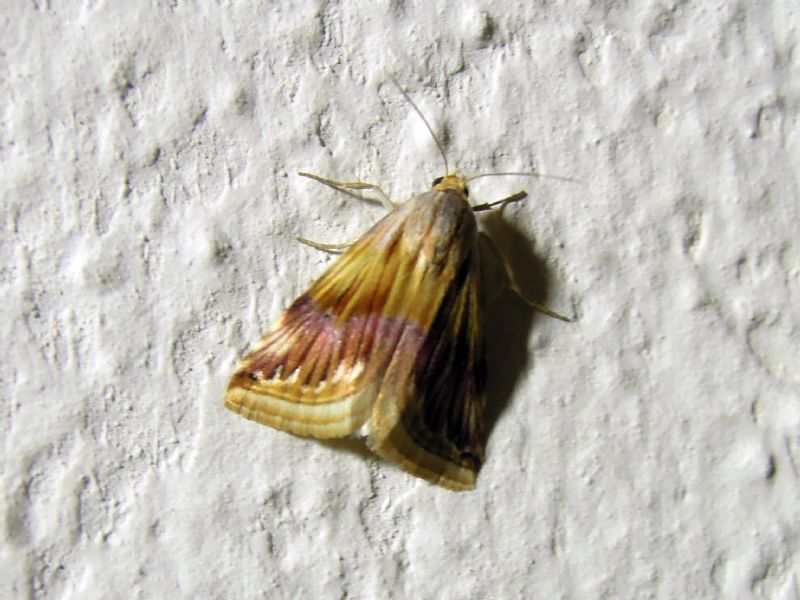 Eublemma ostrina (Erebidae)